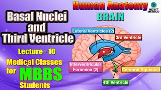 NEXT MEDICO 2022 l Human Anatomy l Basal Nuclei and Third Ventricle l L10 [upl. by Adnical297]