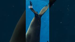 Slowmo Swimming Seal [upl. by Monteith]