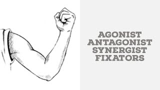 Agonist antagonist synergists and fixators [upl. by Rushing]