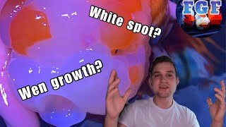 Wen growth or whitespot How to tell the difference [upl. by Melborn]