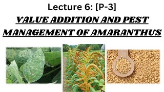 Lecture 6 P3 VALUE ADDITION AND PEST MANAGEMENT OF AMARANTHUS [upl. by Lairbag]