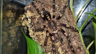 Poecilotheria subfusca lowland pics [upl. by Irrot]