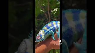 Chromatophores are pigmented cells that help the chameleon change colors [upl. by Enelram258]