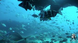 Isla De Lobos Fuerteventura scuba diving HD [upl. by Aniale]