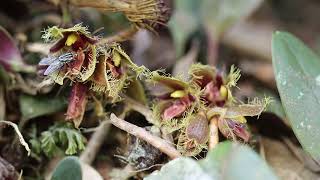 20231213 1014 Bulbophyllum dayanum with big white black fly by Nicha Thawara [upl. by Origra256]