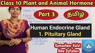 Pituitary Gland Class 10 Science Unit 16 Plant and Animal Hormone [upl. by Norrehc321]