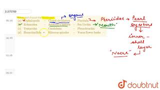 Match and choose the correct pair aquotCephalopoda quotquotClosed circulatory quot quot [upl. by Nomzzaj]