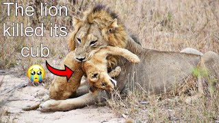 The pride lion killed its cub amp its mother could not save it kruger national park  latest sightings [upl. by Gladdy554]