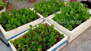 Saving Malabar Spinach Seeds The Easy Way [upl. by Sehguh]