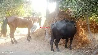 buffalo ghas charti howe [upl. by Adnawad]