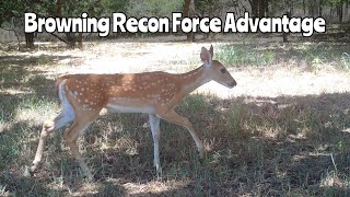 Browning Recon Force Advantage Trail Cam Video July 5 Aug 29 2024 [upl. by Claudianus]