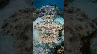 Wobbegong Shark  Natures Fringed Carpet Predator [upl. by Iain]