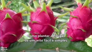 Como Fazer Mudas de Pitaya passo a passo [upl. by Betthezel]