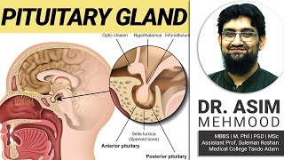 Endocrinology  Biology of Pituitary Gland  Hindi  Urdu [upl. by Ecnarretal]