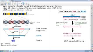 Biologi 2 Genteknik del 2 av 4 [upl. by Enoob555]