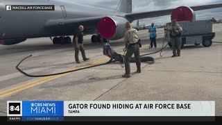 Alligator caught at MacDill Air Force Base [upl. by Arimihc945]