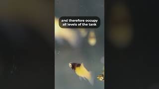 Top 3 Platy Fish For Your Freshwater Aquarium [upl. by Aimahc935]