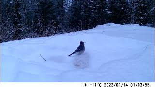 Trail Cam Birds [upl. by Lede]