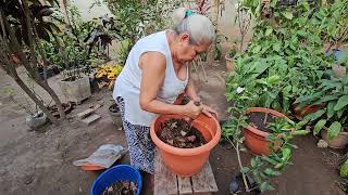 Como transplantar un árbol de limón a Maceta [upl. by Adella]