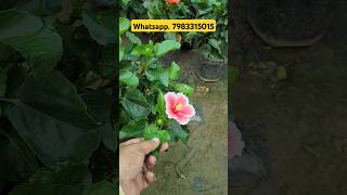 Implant Nurseey Visit👏Hibiscus Plant For Sell👍Pune Hibiscus👍shorts youtubeshorts nursery [upl. by Ojyllek602]