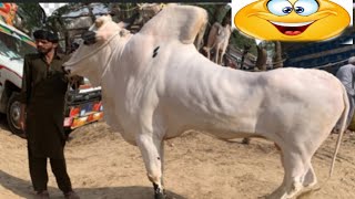 domail mandi 2024 latest update malik ki mahnat zaya 😭 cow mandi 2024 Bakra Eid 2024 [upl. by Knah]