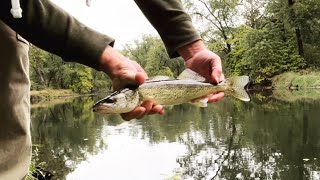 🎣 Tippecanoe River State Park fishing fishing outdoors gonefishing [upl. by Niwri]