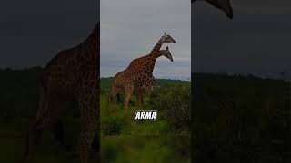 jirafas pelean por su territorio 💥🦒 animales vidasalvaje animals salvajes animalessalvajes [upl. by Kathleen]