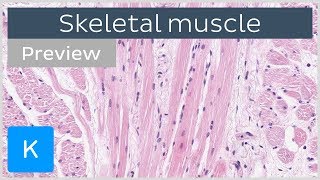 Skeletal muscle tissue and structure preview  Human Histology  Kenhub [upl. by Sidonie589]