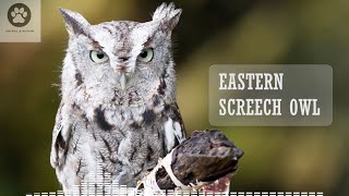 Eastern screech owl sounds  Megascops asio  Eastern screech owl call [upl. by Enelaj]