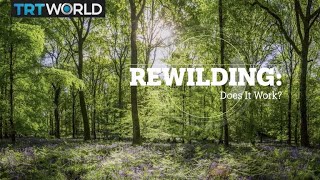 REWILDING Does it work [upl. by Neoma]