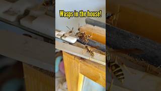 Wasps in the house 😱 shorts crazy house [upl. by Afatsom662]