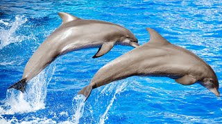 Dolphins in The Blue Big Ocean [upl. by Barney]