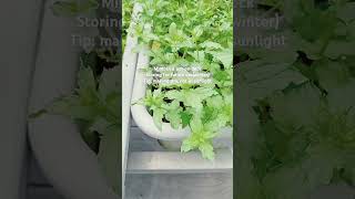 Mint got more In a Pot Tip make dry not in sunlight shorts nursery healthy youtubeshorts [upl. by Zane]