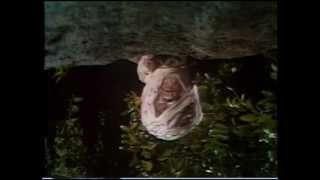 Dark Shadows Original Jeremiah buries Angelique [upl. by Sivek137]