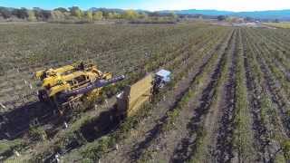 Grape Harvester In The Vineyards [upl. by Bryanty556]