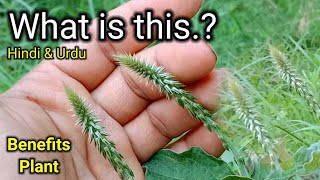 achyranthes Aspera plant  how to grow achyranthes Aspera plant  benefits plant  urdu amp Hindi [upl. by Newel]