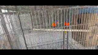 Lorikeet  Breeding  Baby Hatch [upl. by Labotsirc]