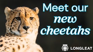 Cheetah Change at Longleat [upl. by Yrtneg]