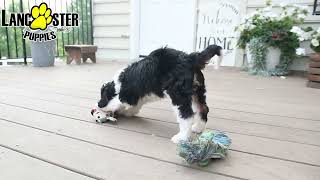 Outgoing Mini Bernedoodle Puppy [upl. by Annadiana77]