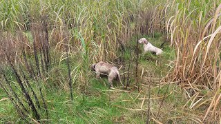 journée de chasse petit gibier chien d arrêt [upl. by Assilat810]