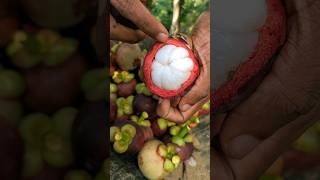 Mangosteen fruit 🍅 shorts [upl. by Cyril]