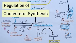 Regulation of Cholesterol Synthesis  Biochemistry [upl. by Orel]