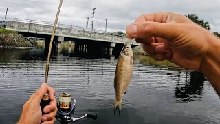 4 Hours of RAW and UNCUT Fishing with LIVE Shiners and Gulp Minnows  Lake Ida Florida [upl. by Hasty]