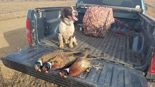 South Dakota Pheasant Hunting 12102023 [upl. by Nonnahs]