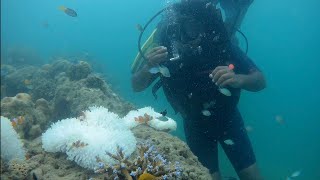 ANDAMAN HAVELOCK ISLAND PART2 SCUBA DIVING amp RADHANAGAR BEACH [upl. by Desta]