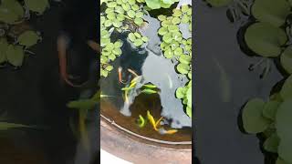 লংফিন জেবরা Long fin zebra shorts youtubeshorts viral zebrafish guppyfish guppy [upl. by Dry]