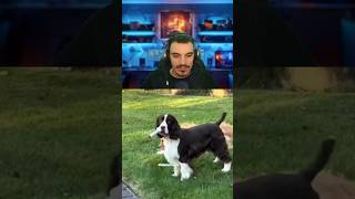 Cachorro fumante 🤣 dkcanal curiosidades fatos interessante [upl. by Sladen10]