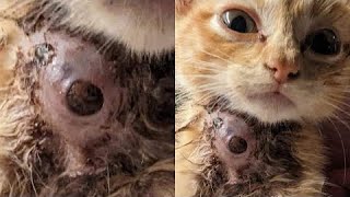 Removing Enormous Botfly Maggot Inside Kittens Neck Part 22 [upl. by Ranjiv]