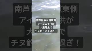 南芦屋浜水道東側アイゴの子供だらけでチヌ釣りにくい！フカセ釣り 南芦屋浜 [upl. by Jairia489]