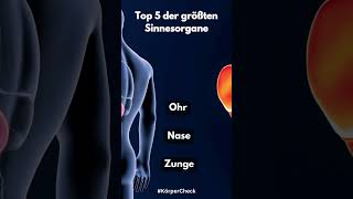 Top 5 der größten Sinnesorgane youtubeshorts top5 sinnesorgane körper fakten [upl. by Phillis]